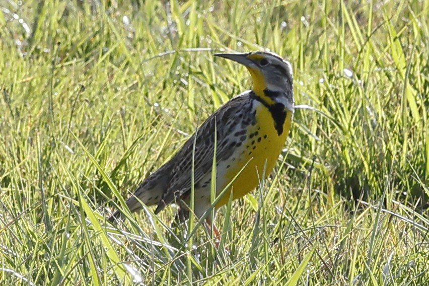 Western Meadowlark - ML631646379