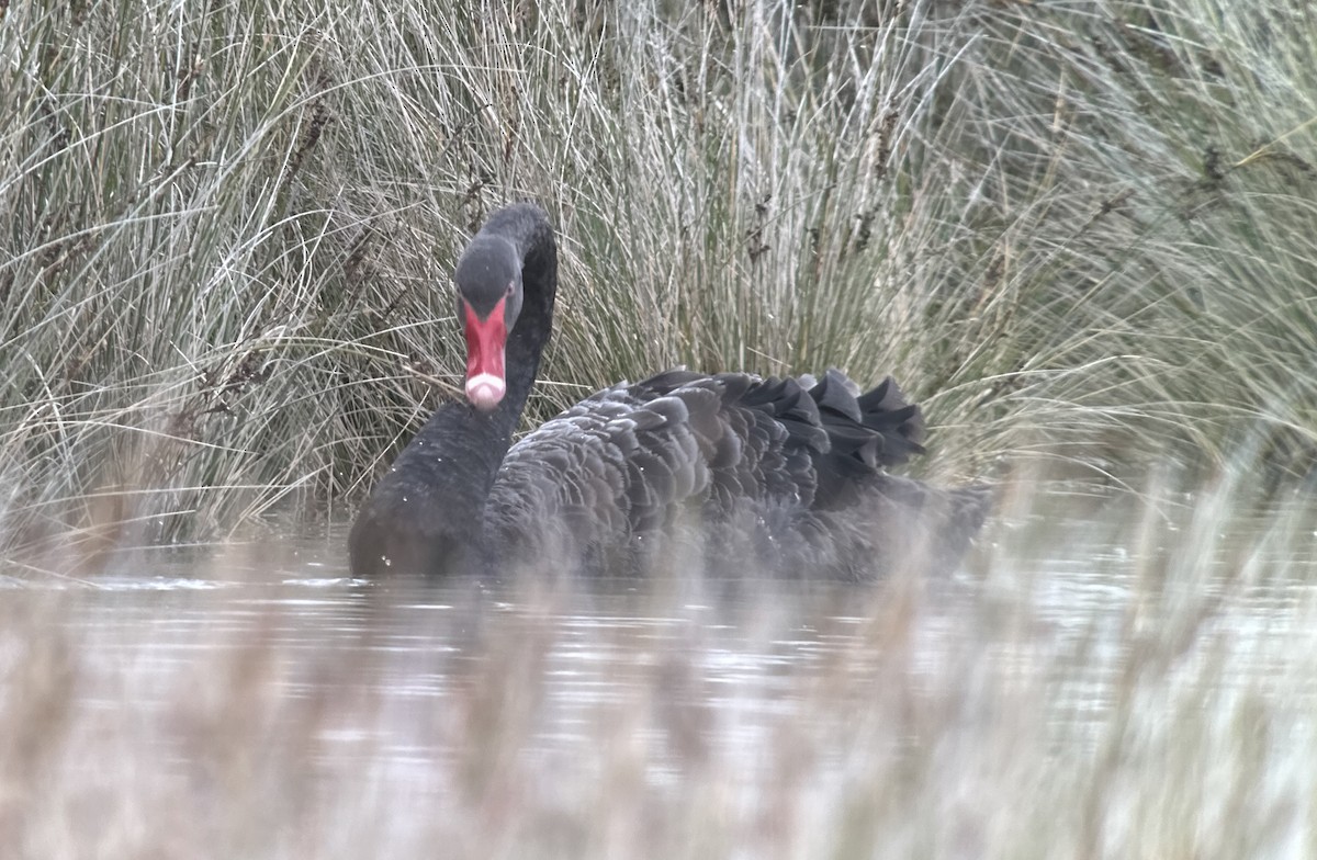 Black Swan - ML631646387