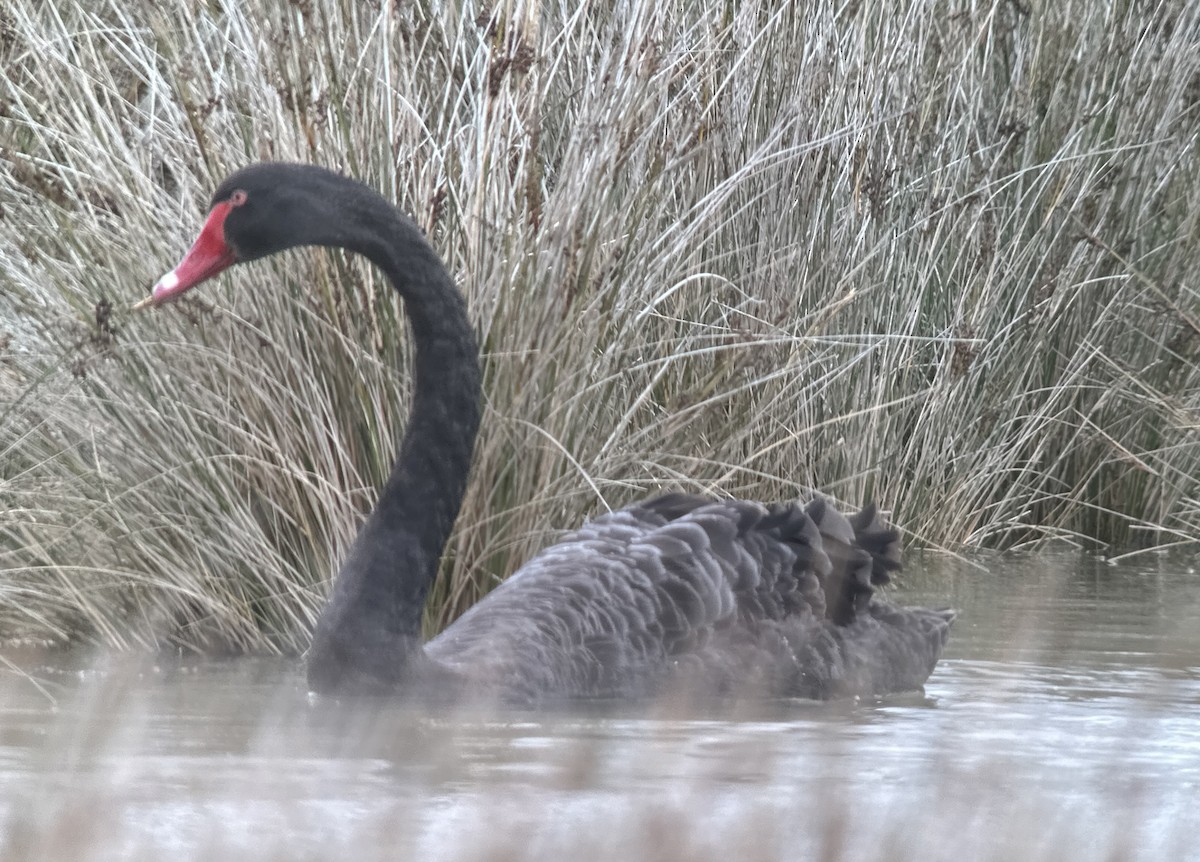 Black Swan - ML631646388