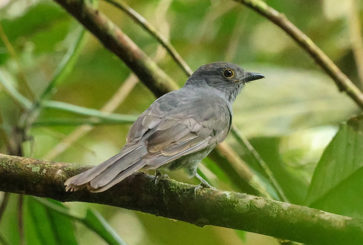 Chestnut-capped Piha - ML631646390