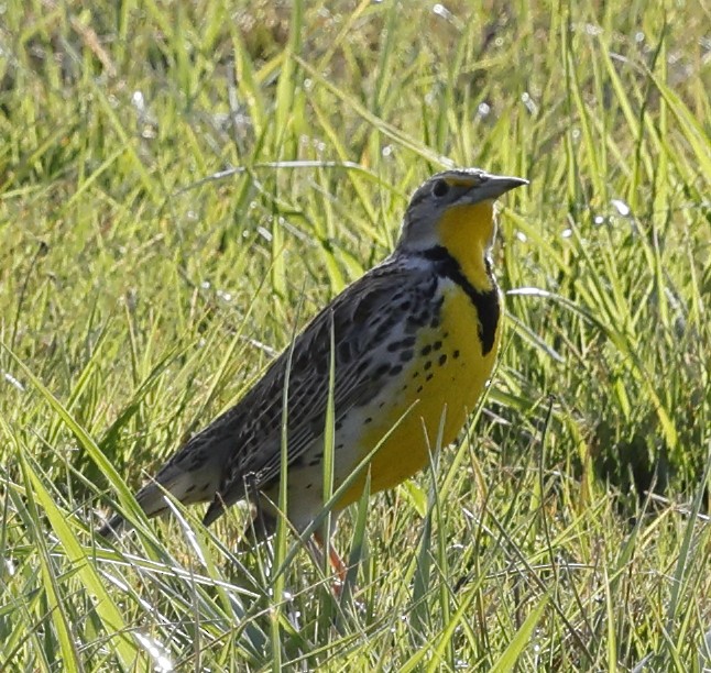 Western Meadowlark - ML631646391