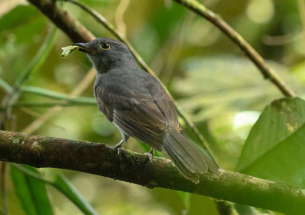 Chestnut-capped Piha - ML631646392