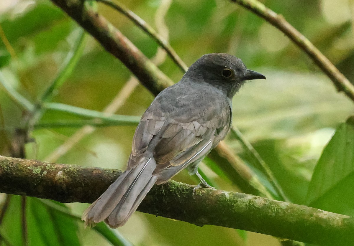 Chestnut-capped Piha - ML631646393