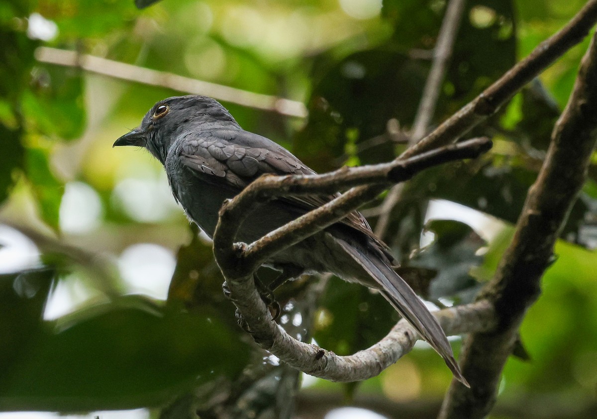 Chestnut-capped Piha - ML631646396