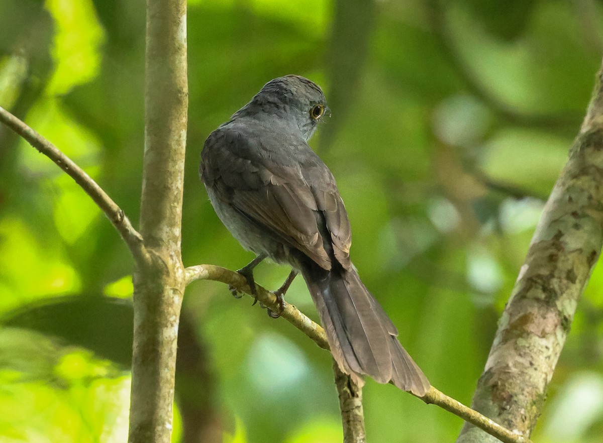 Chestnut-capped Piha - ML631646397