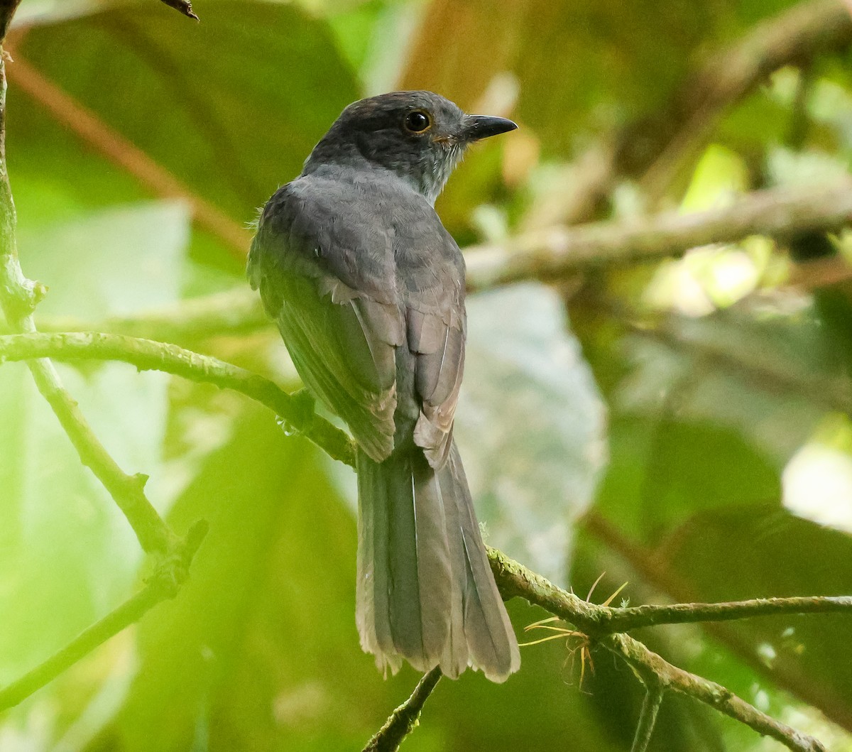 Chestnut-capped Piha - ML631646398