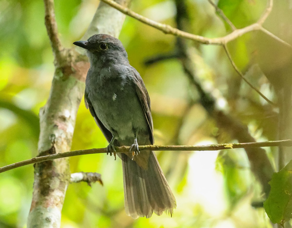 Chestnut-capped Piha - ML631646399