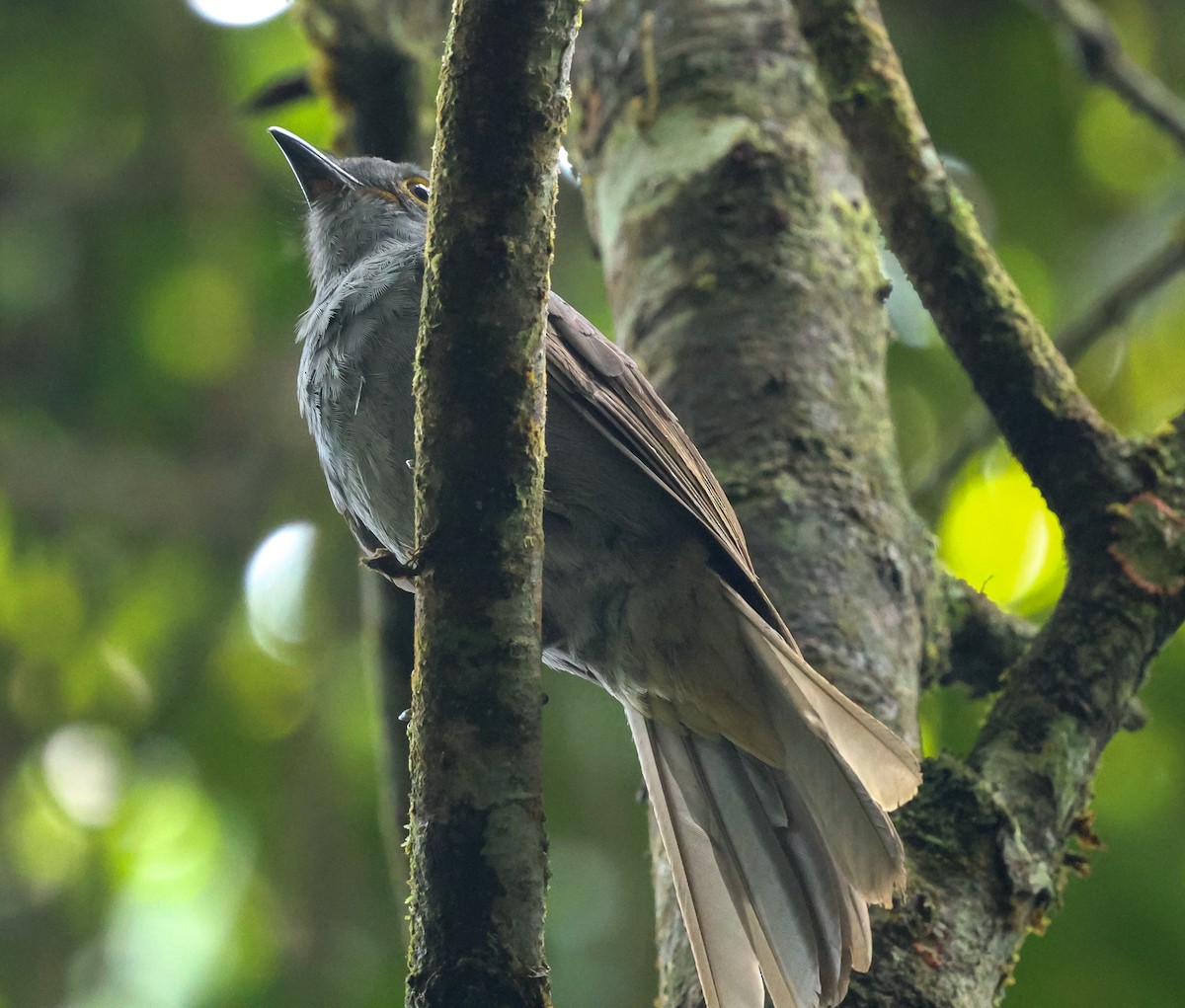 Chestnut-capped Piha - ML631646400