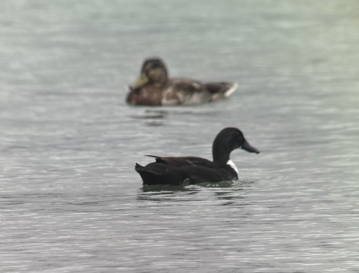 Australasian Shoveler - ML631646402