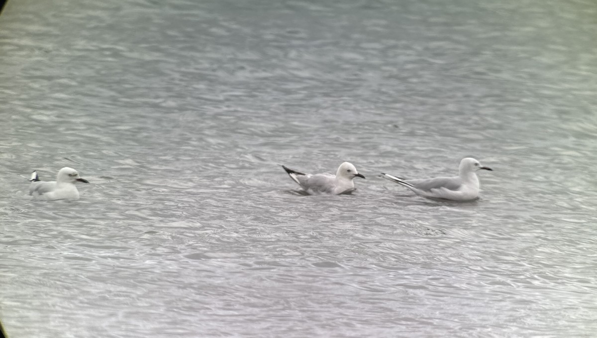 Black-billed Gull - ML631646437