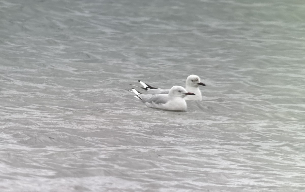 Black-billed Gull - ML631646438
