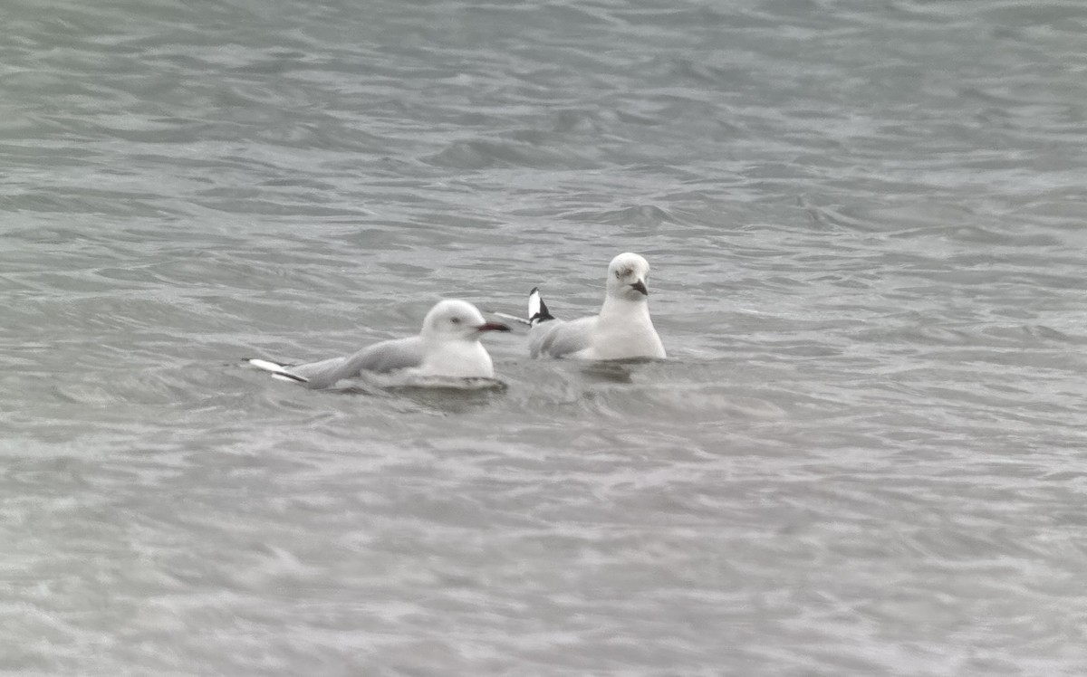 Black-billed Gull - ML631646439