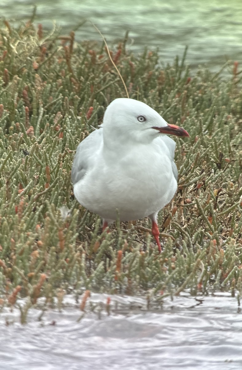 Silver Gull - ML631646452