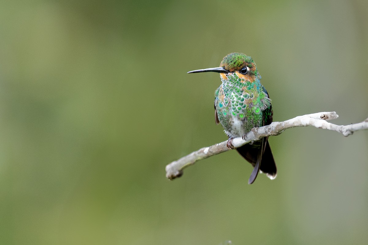 Green-crowned Brilliant - ML631646458