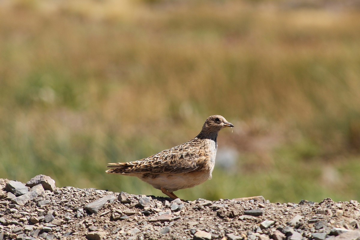 Gray-breasted Seedsnipe - ML631646471
