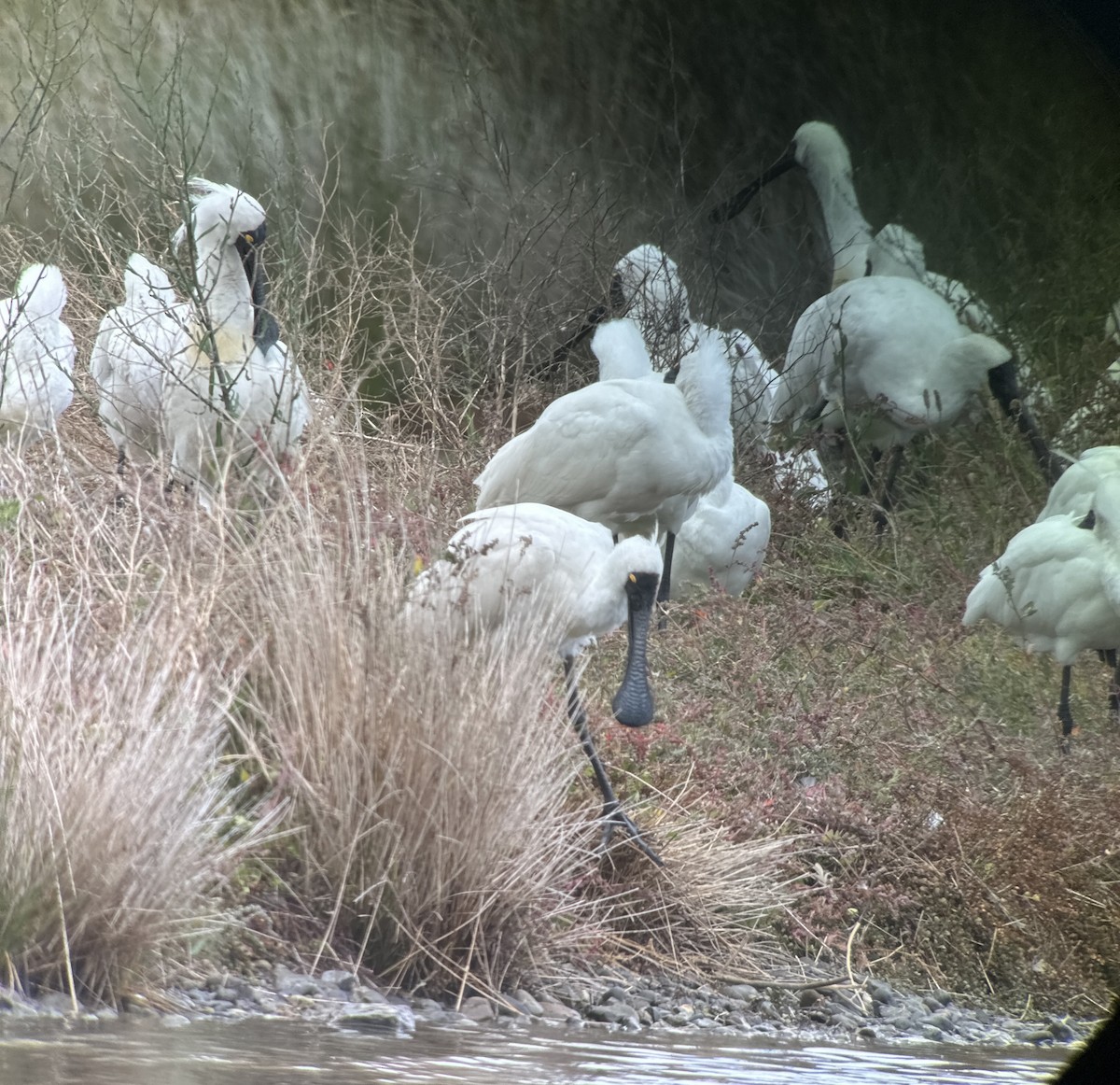 Royal Spoonbill - ML631646481