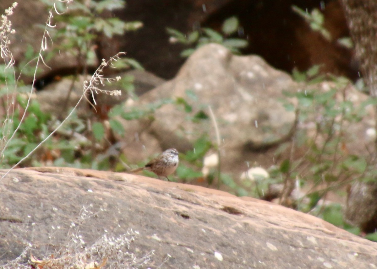 Song Sparrow - ML631646494