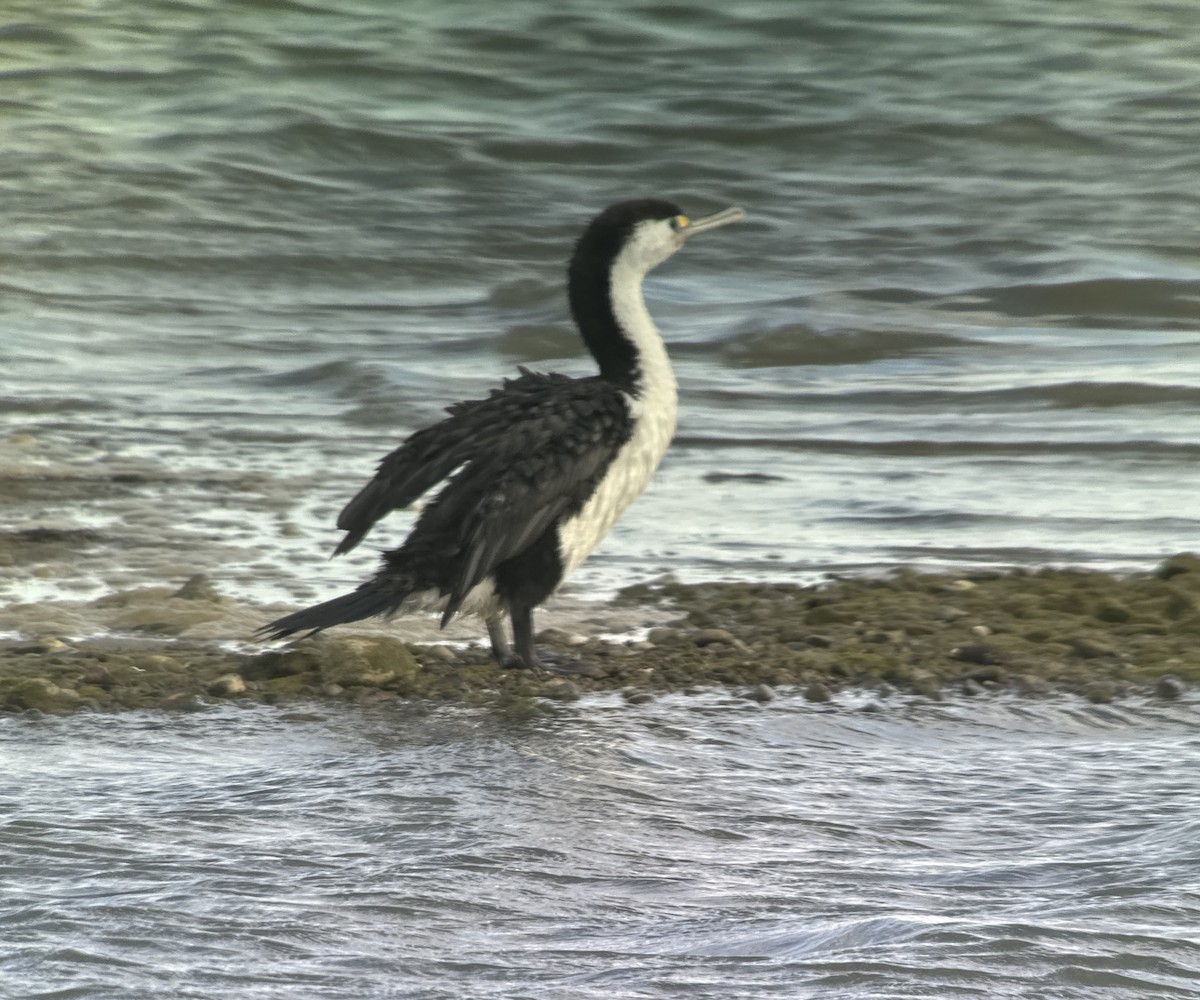 Pied Cormorant - ML631646496