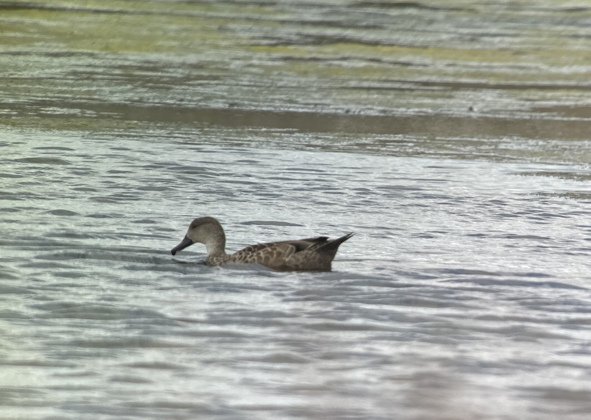 Gray Teal - ML631646557