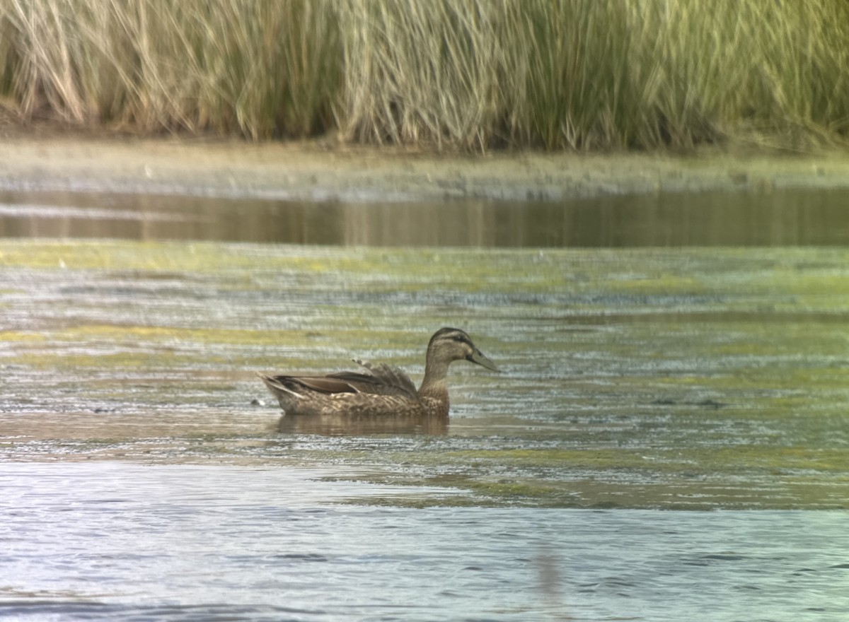 Gray Teal - ML631646565