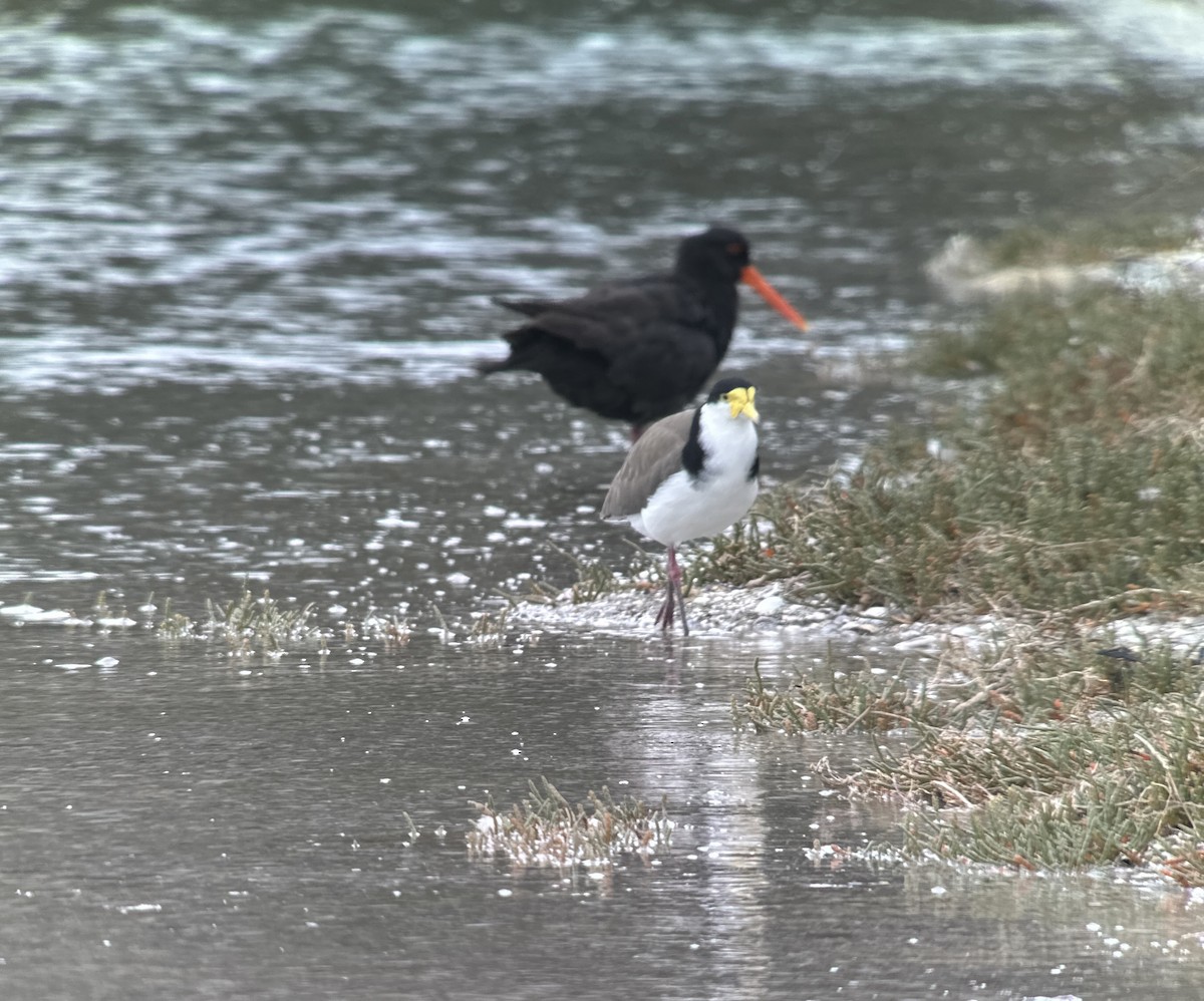 Variable Oystercatcher - ML631646570
