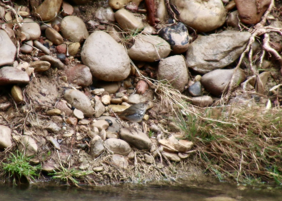 Hermit Thrush - ML631646598
