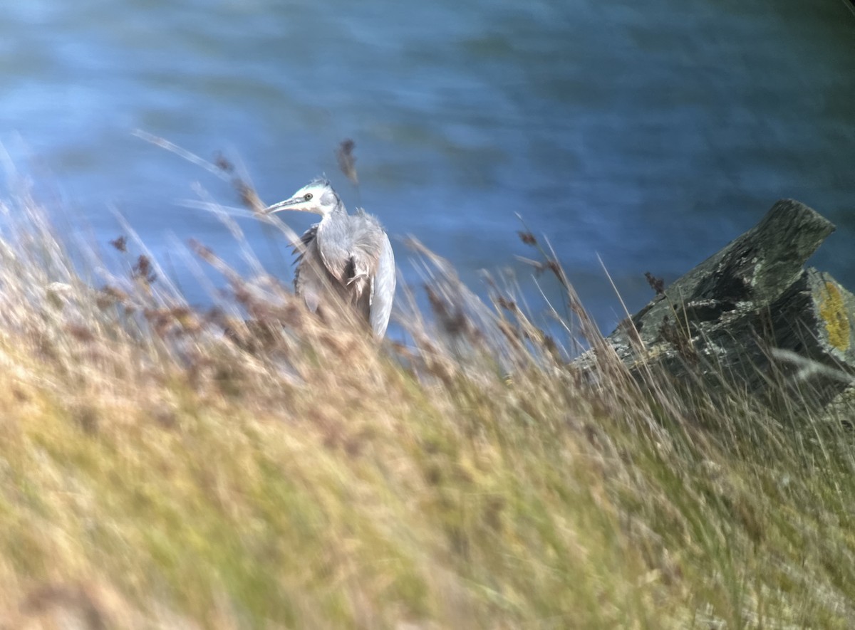 White-faced Heron - ML631646600