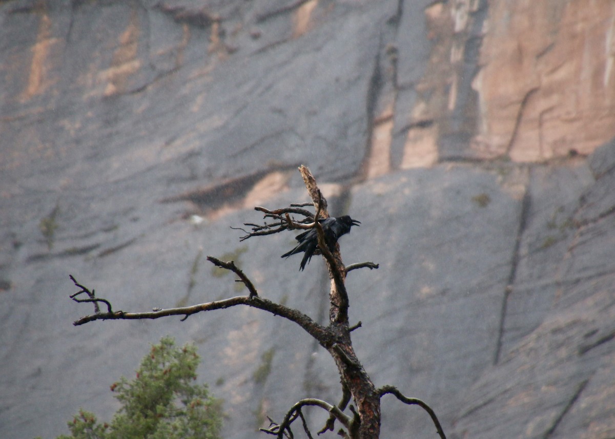 Common Raven - ML631646661