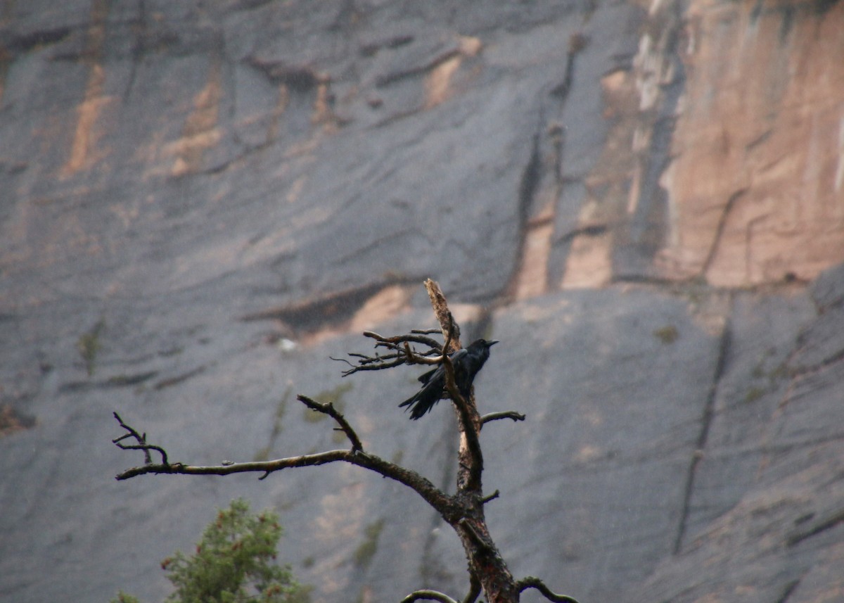 Common Raven - ML631646662