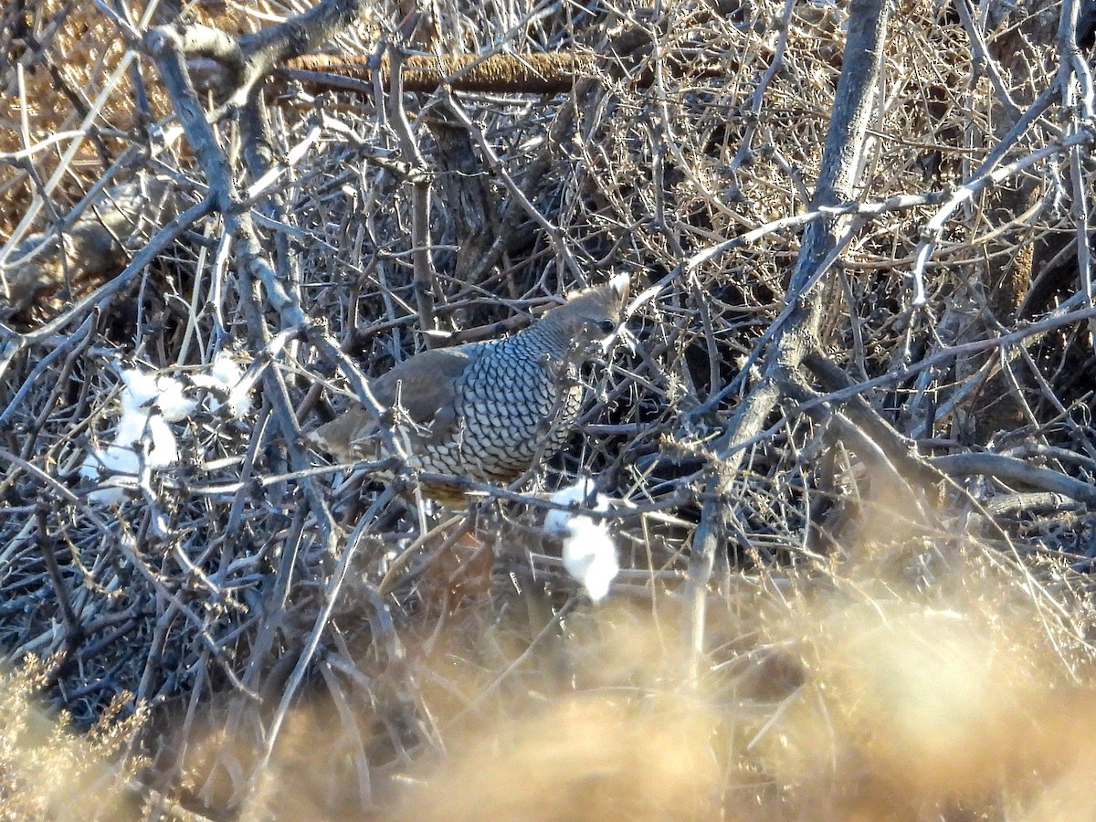 Scaled Quail - ML631646692