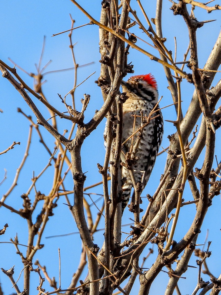 Ladder-backed Woodpecker - ML631646729