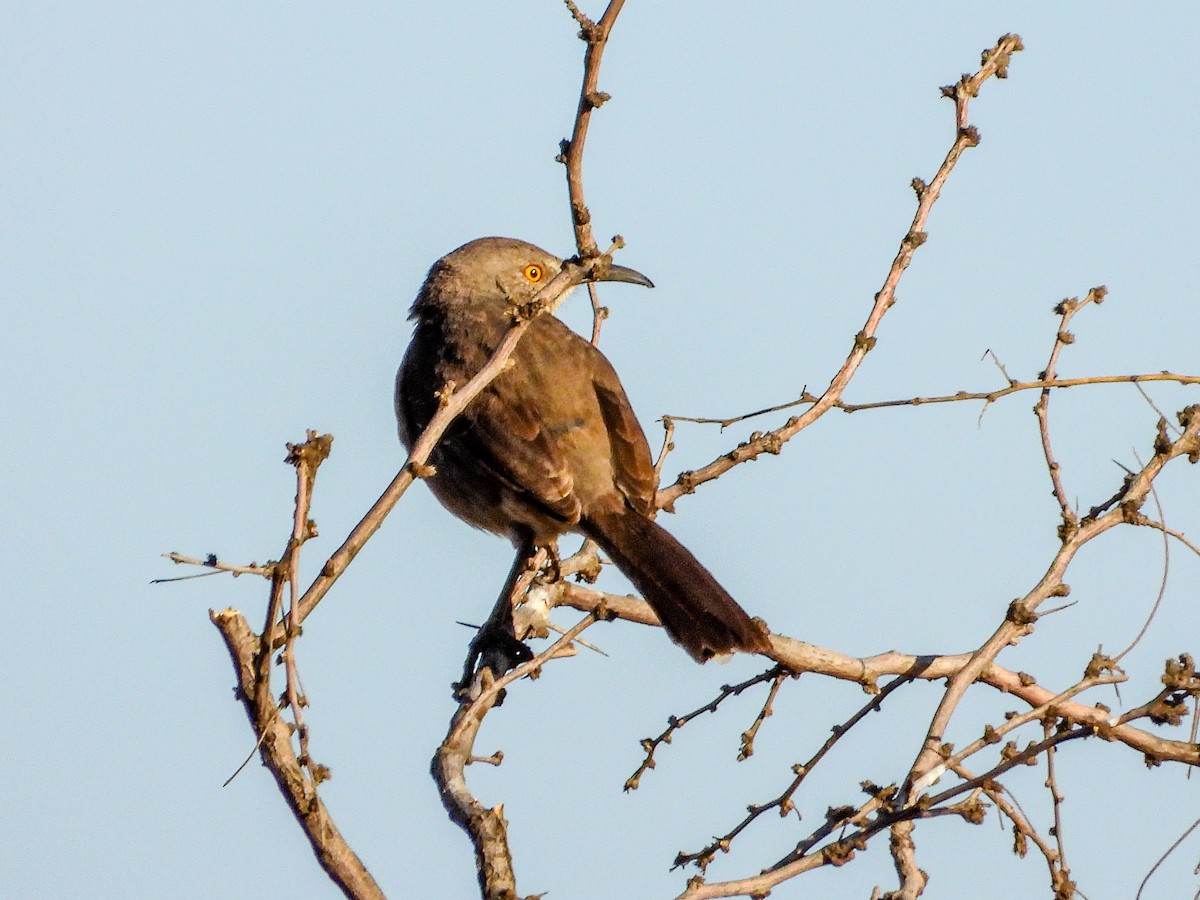 Curve-billed Thrasher - ML631646742