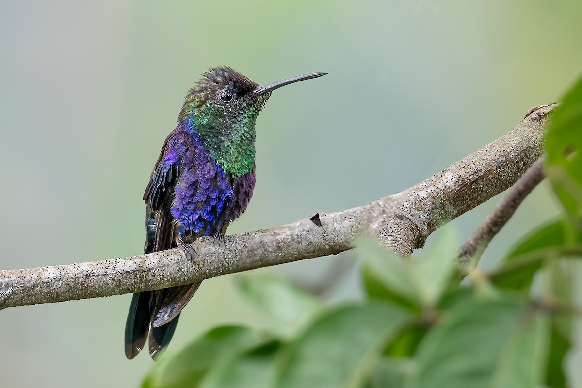 Crowned Woodnymph - ML631646763