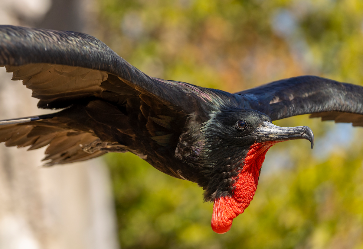 Prachtfregattvogel - ML631646894