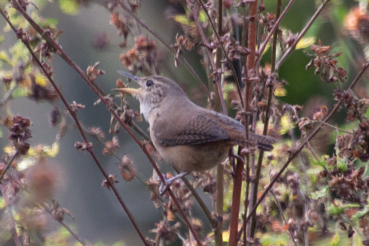 Southern House Wren - ML631647022