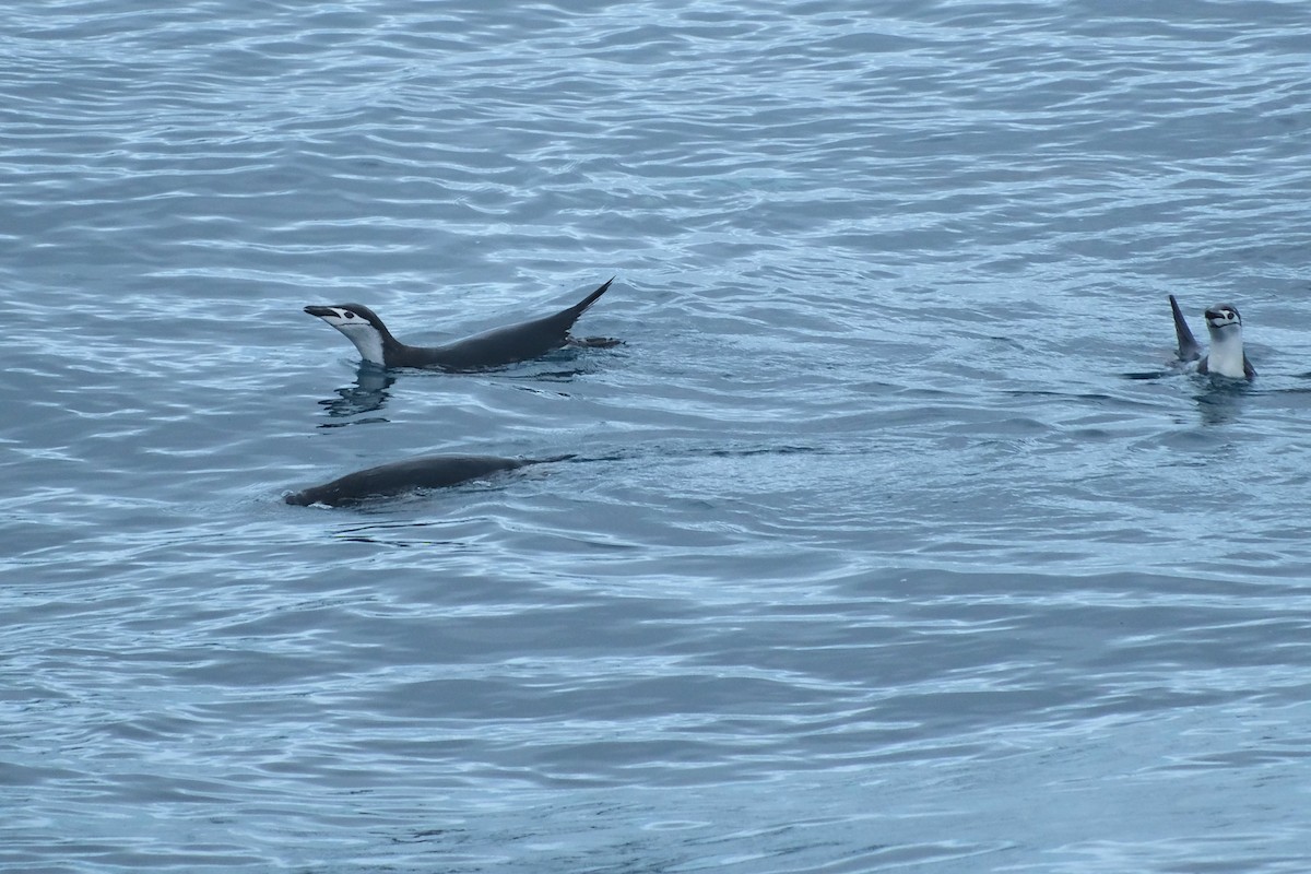 Chinstrap Penguin - ML631647074