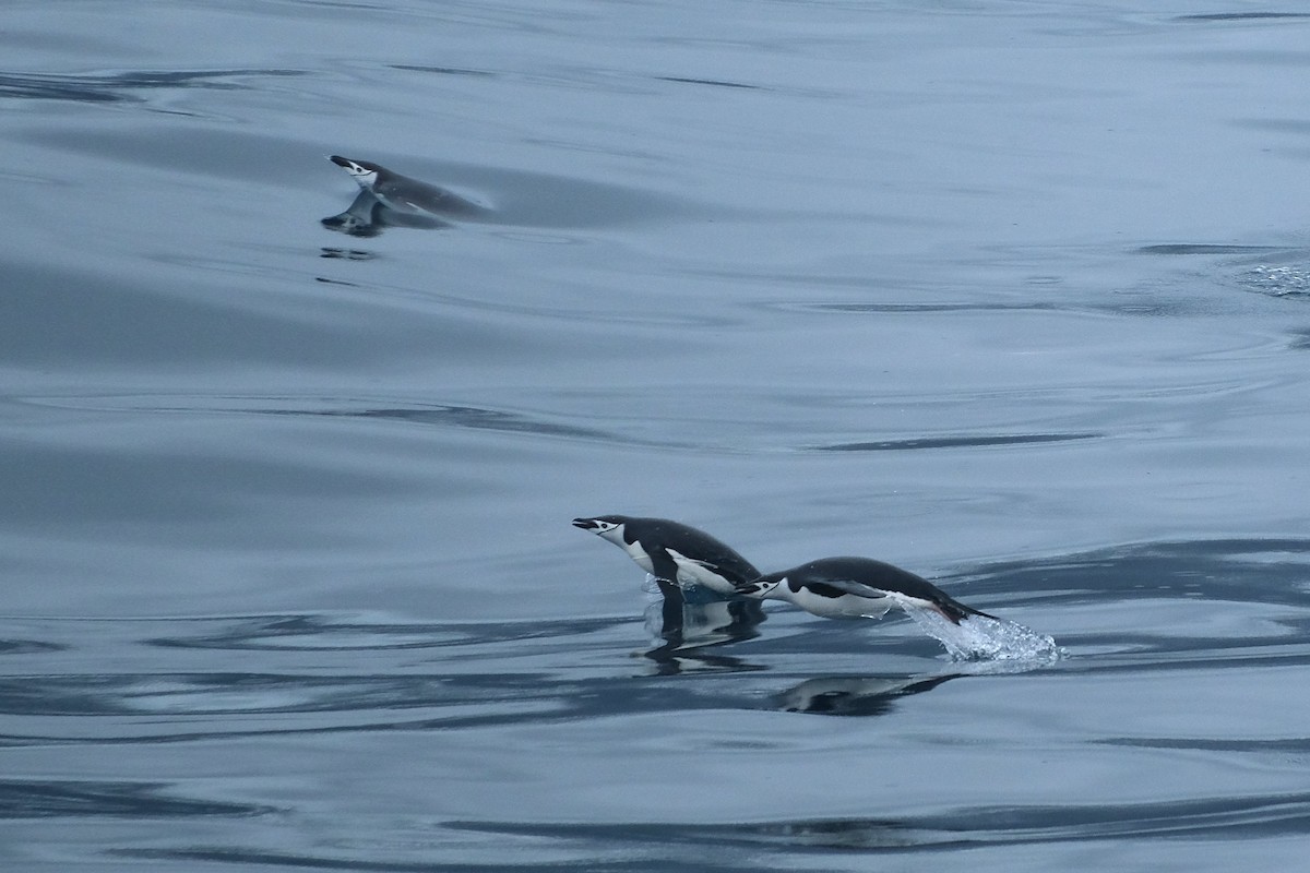 Chinstrap Penguin - ML631647110