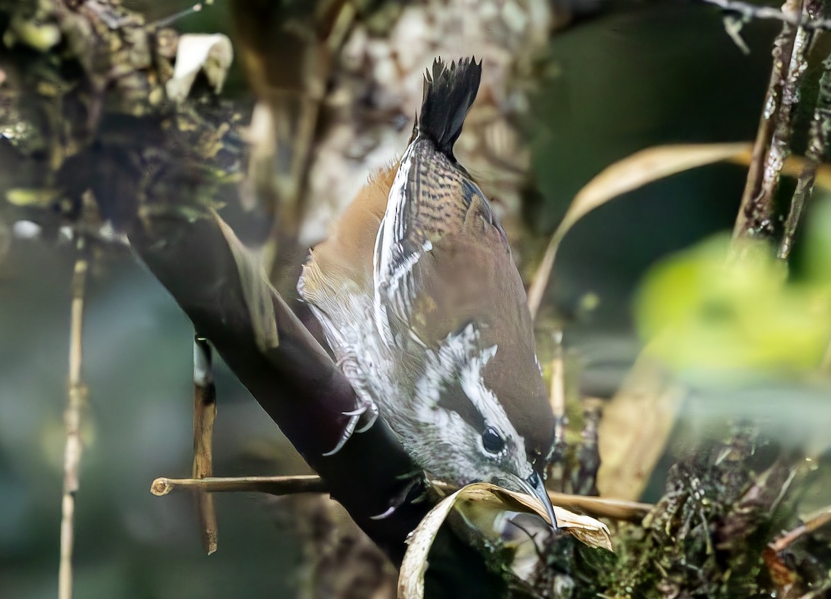 Timberline Wren - ML631647136
