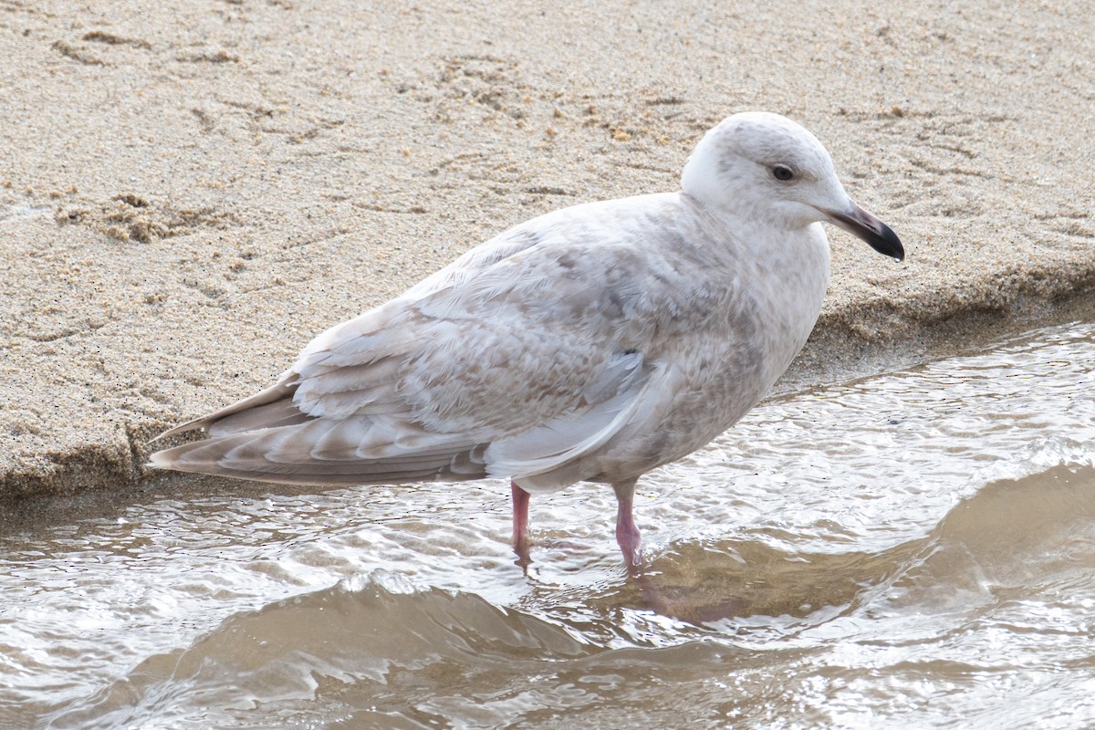 Iceland Gull - ML631647162
