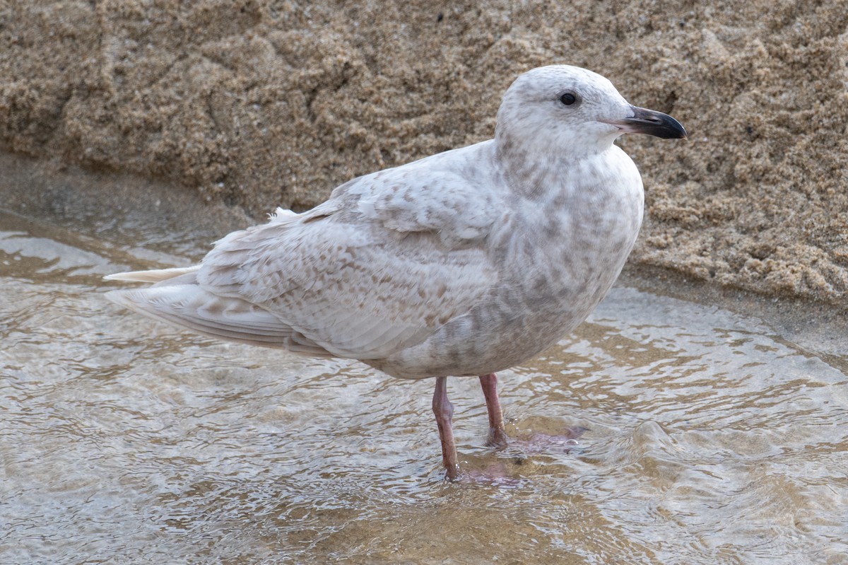 Iceland Gull - ML631647163