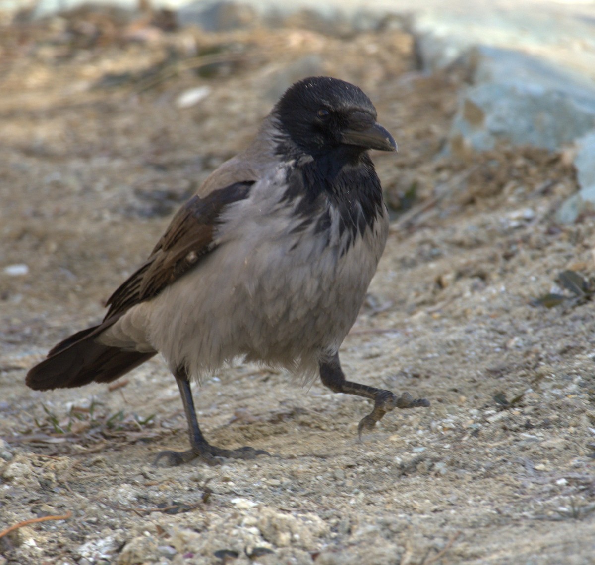 Hooded Crow - ML631647234