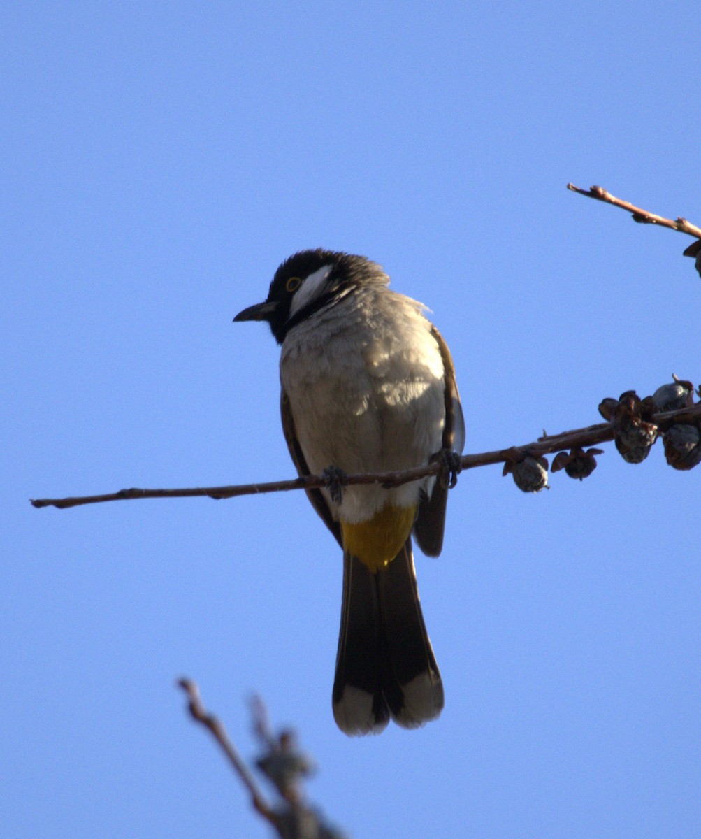 White-eared Bulbul - ML631647240