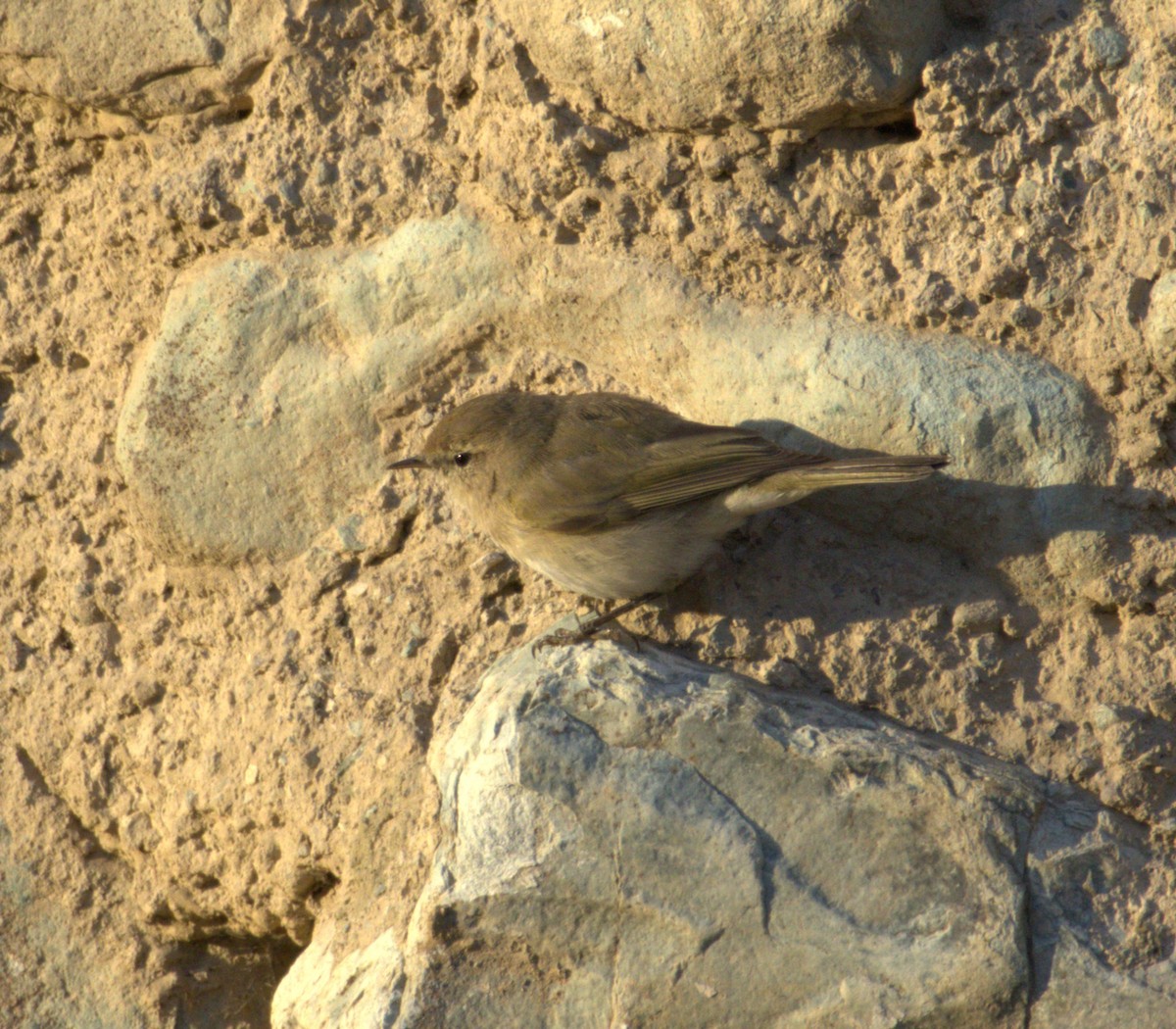 Common Chiffchaff - ML631647243
