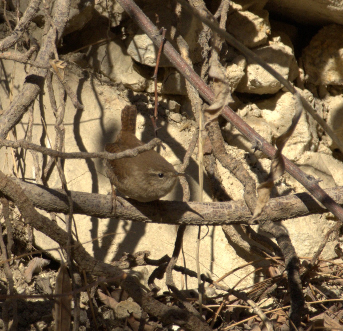 Eurasian Wren - ML631647257