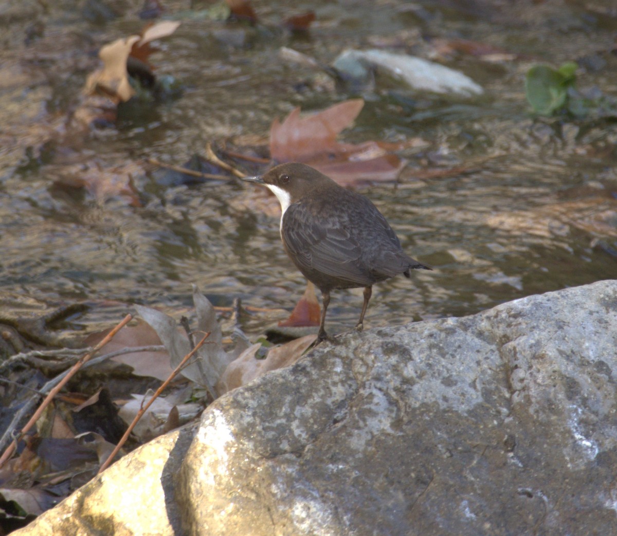 White-throated Dipper - ML631647261