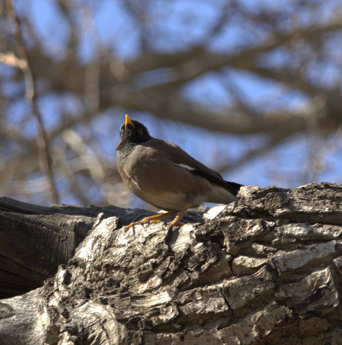 Common Myna - ML631647269