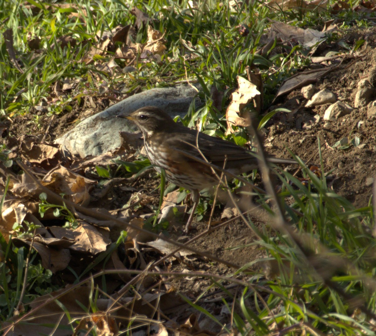 Redwing - ML631647282