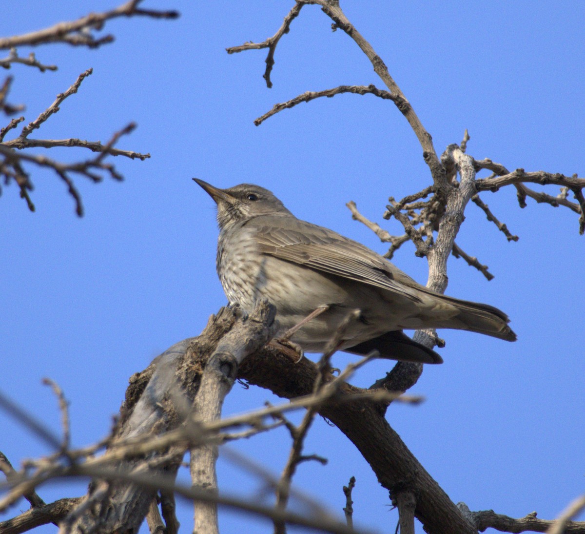 Black-throated Thrush - ML631647346