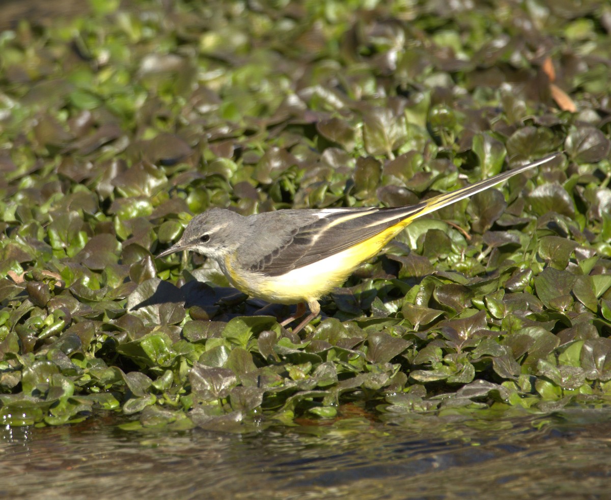 Gray Wagtail - ML631647348