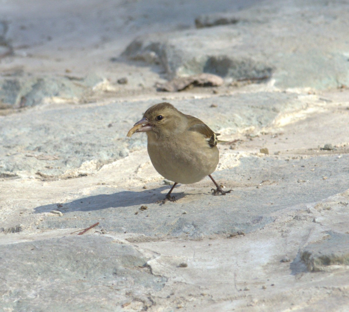 Common Chaffinch - ML631647354